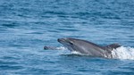 Monitoring bottlenose dolphins in the French Mediterranean Sea